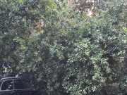 IMG-20240710-WA0008
